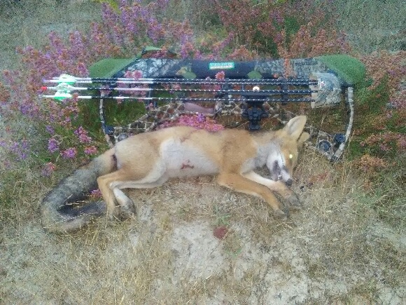 Très beau renard de Patxi. Tir 12 m, fuite 0 m. 