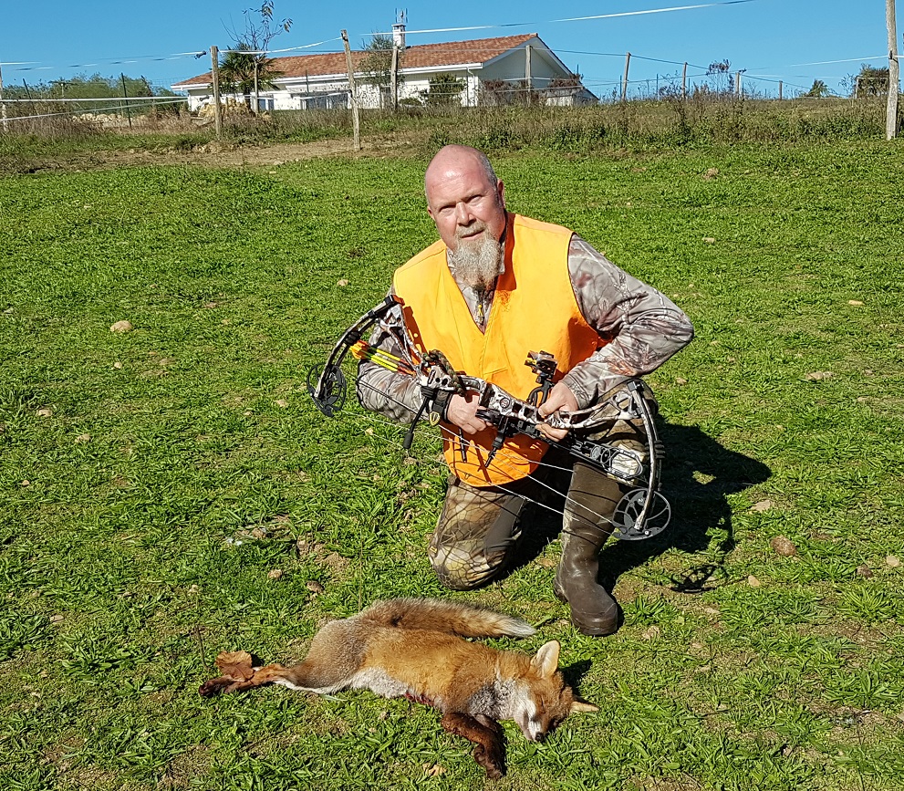 Petit renard mâle fléché en battue à Fargues à 4m, distance de fuite 0m.