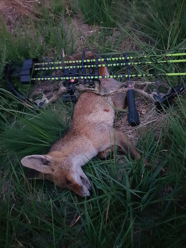 Renard de Timothy, fléché à 6m, fuite 4m.