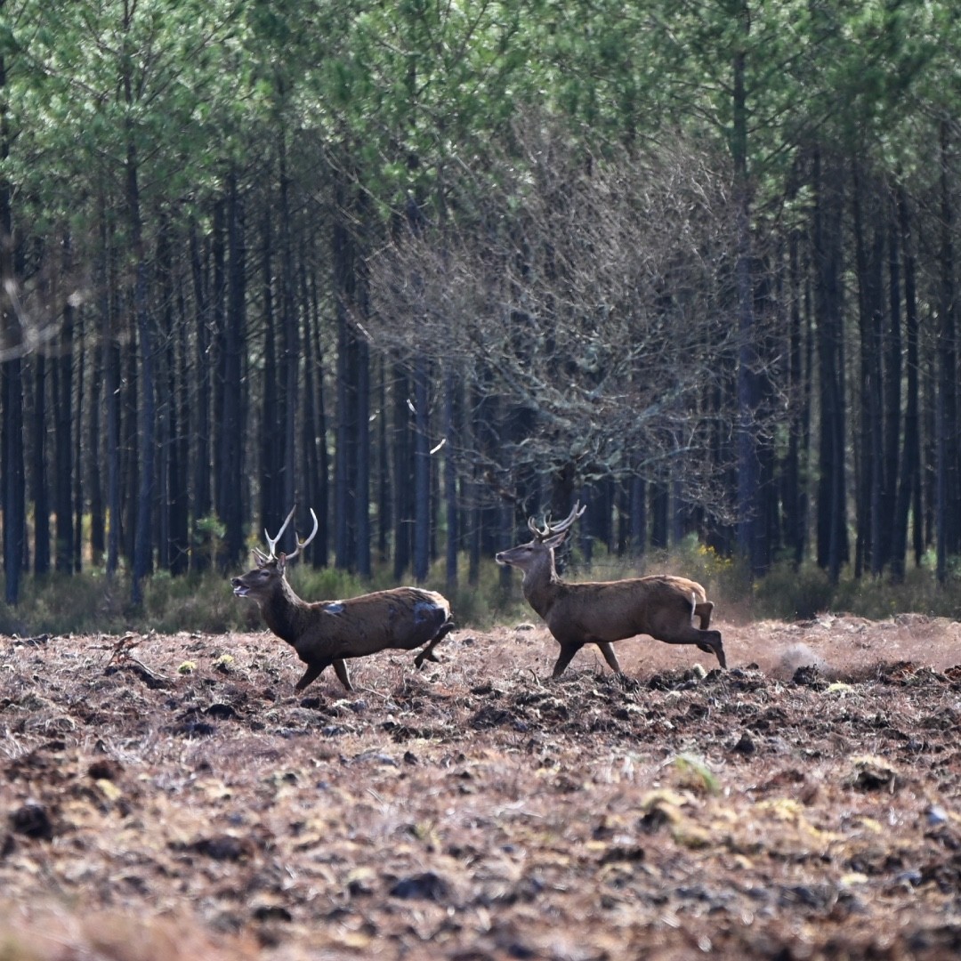 Cerfs  Clémence Hyais