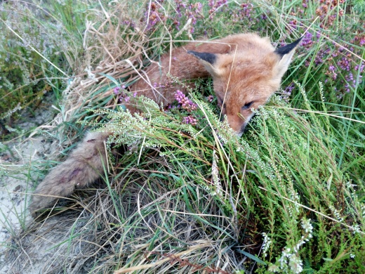 Renard de Jean-Marc. Fléché à 18 m, distance de fuite 3 m.